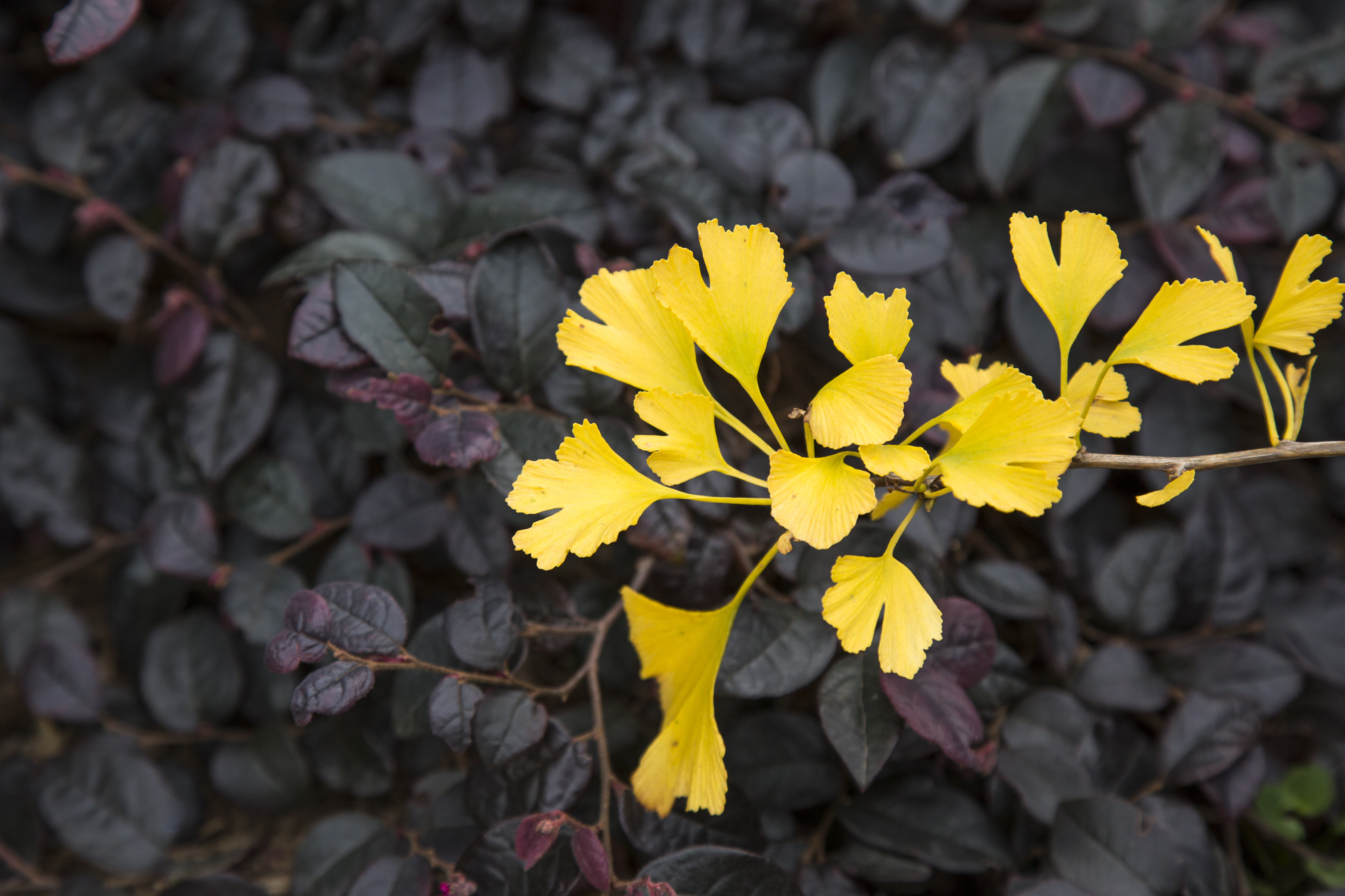 Website/Plants/2144398773/Images/Gallery/G. Menhir_04.0.jpg